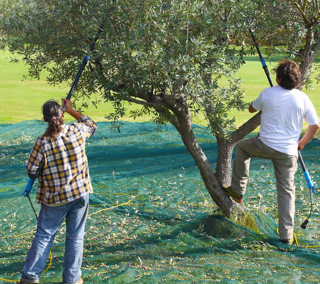producteurs récoltant des olives